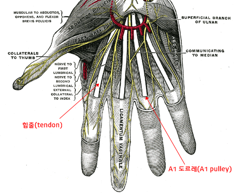 손의 해부학적 구조. 이미지출처 : en.wikipedia.org