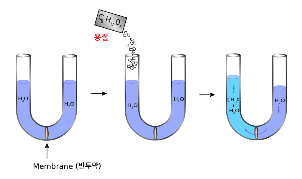 osmosis_diagram-svg