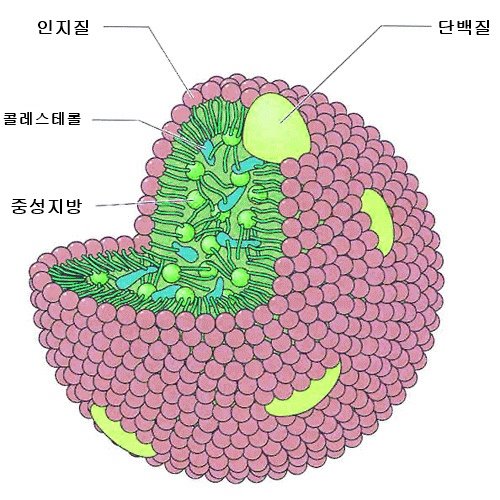 lipoprotein