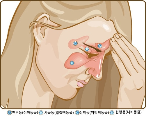 sinus