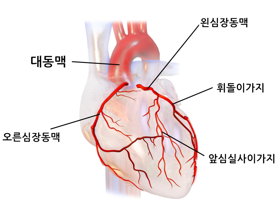Blausen_0256_CoronaryArteries_02