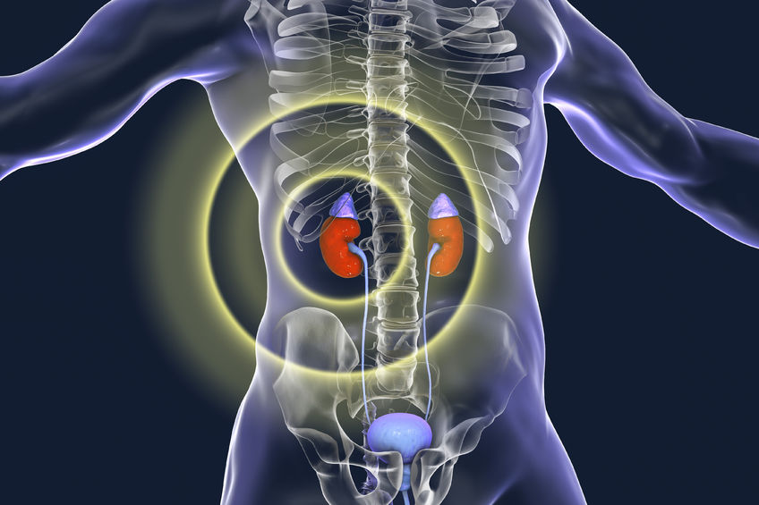 93846917 – kidney pathology treatment and prevention concept, 3d illustration
